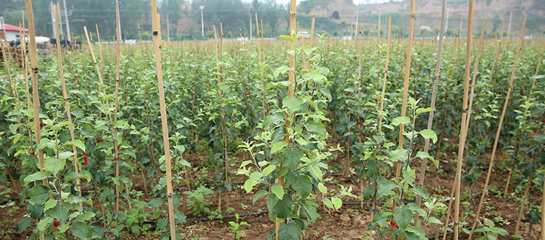 lehu - 乐虎 -(88国际)唯一官方网站