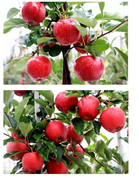 lehu - 乐虎 -(88国际)唯一官方网站