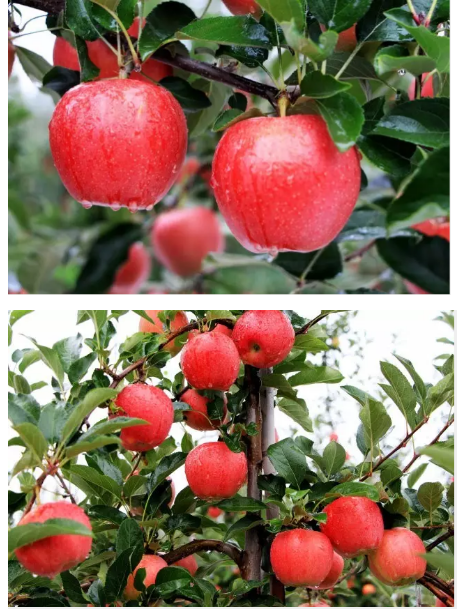 lehu - 乐虎 -(88国际)唯一官方网站